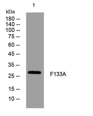 F133A rabbit pAb