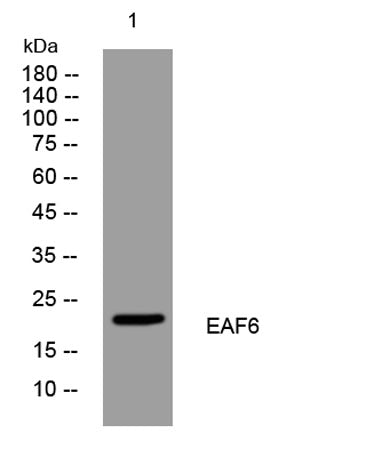 EAF6 rabbit pAb