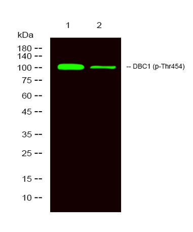 DBC1 (phospho-Thr454) rabbit pAb