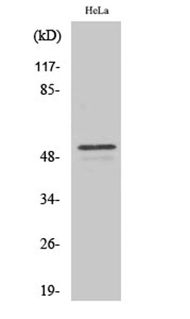 ARMC6 rabbit pAb