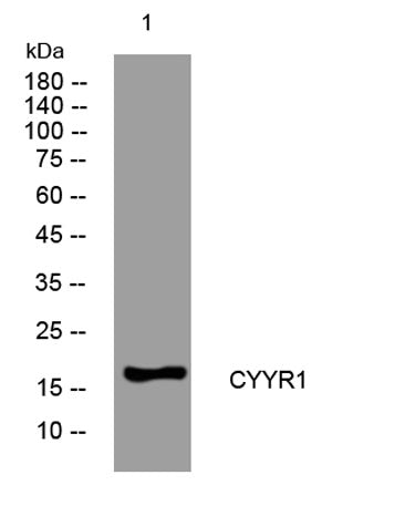 CYYR1 rabbit pAb
