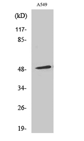 Arrestin-β-1 rabbit pAb