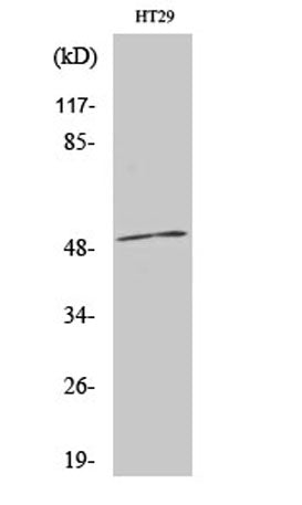 AR-β1 rabbit pAb