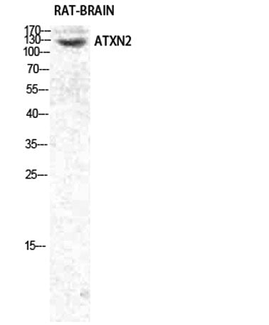 Ataxin-2 rabbit pAb