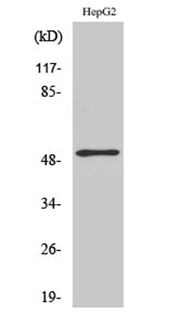 ATF-2 rabbit pAb