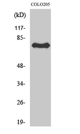 ATF-6β rabbit pAb