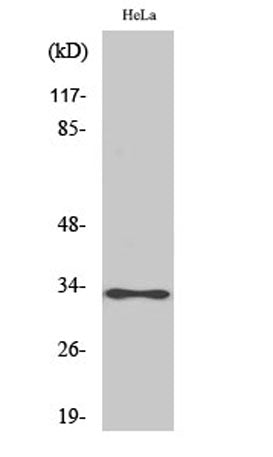 ATP5C1 rabbit pAb
