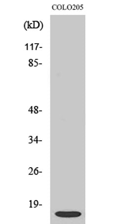 ATP5I rabbit pAb