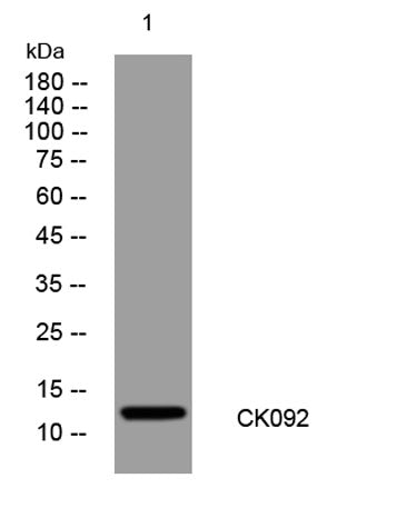 CK092 rabbit pAb