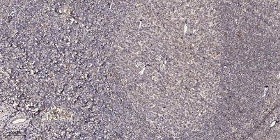 CJ099 rabbit pAb