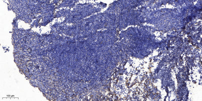 CE027 rabbit pAb