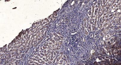 CCD23 rabbit pAb