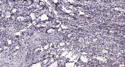 CCD19 rabbit pAb