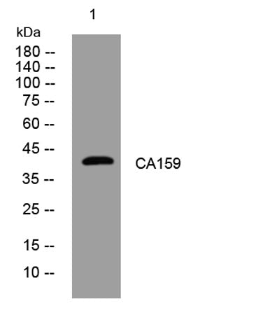 CA159 rabbit pAb