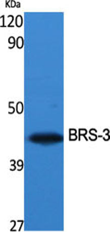 BRS-3 rabbit pAb
