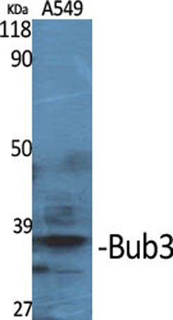 Bub3 rabbit pAb