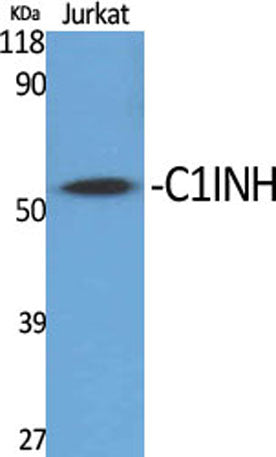 C1INH rabbit pAb
