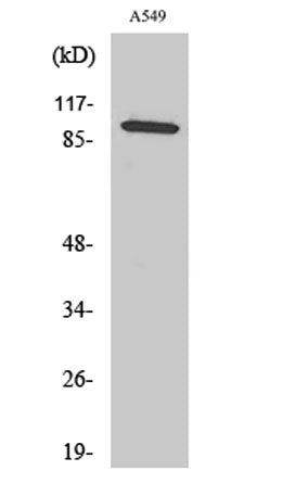 C6 rabbit pAb