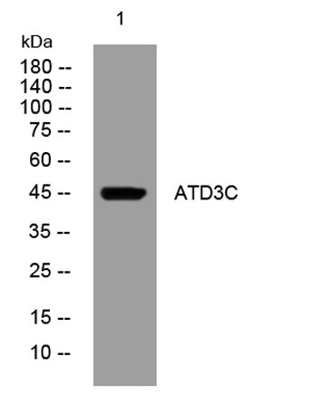 ATD3C rabbit pAb