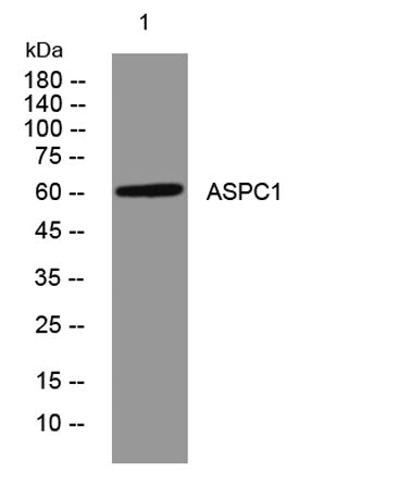 ASPC1 rabbit pAb