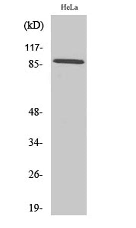Cadherin-18 rabbit pAb