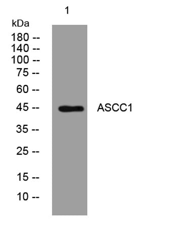 ASCC1 rabbit pAb