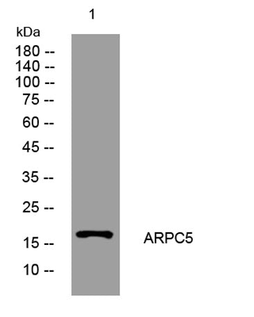 ARPC5 rabbit pAb