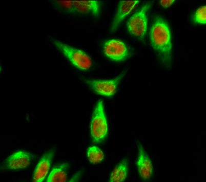 Calmodulin rabbit pAb