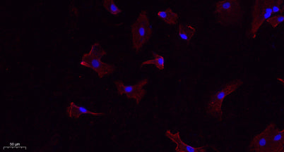 Calnexin rabbit pAb