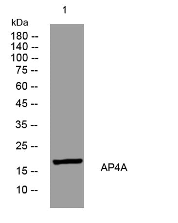 AP4A rabbit pAb