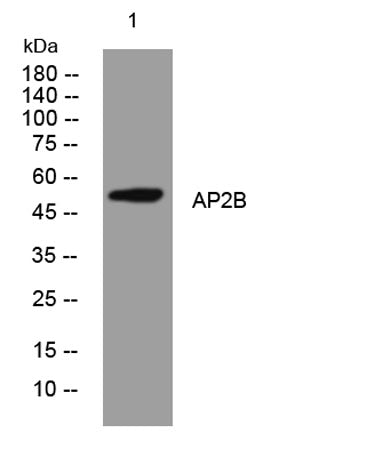 AP2B rabbit pAb