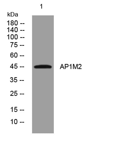 AP1M2 rabbit pAb