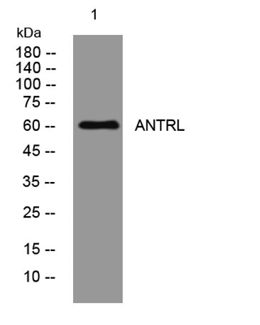 ANTRL rabbit pAb