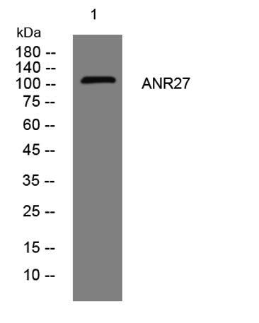 ANR27 rabbit pAb