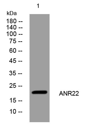 ANR22 rabbit pAb