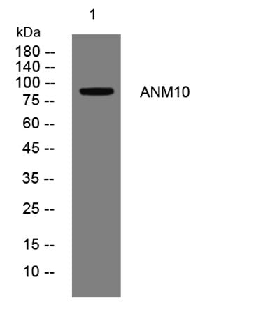 ANM10 rabbit pAb