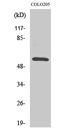 CaMKIIβ/γ rabbit pAb