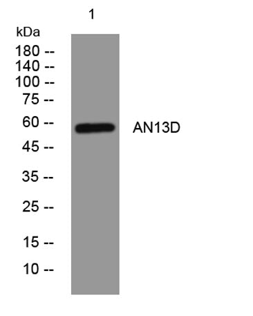 AN13D rabbit pAb