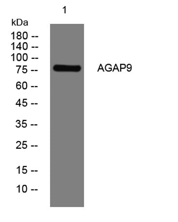 AGAP9 rabbit pAb