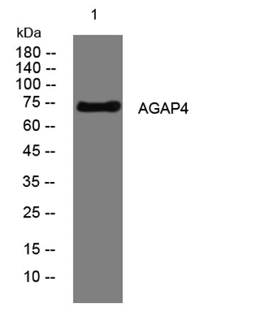 AGAP4 rabbit pAb