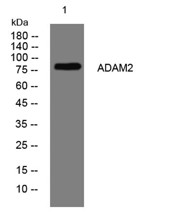 ADAM2 rabbit pAb