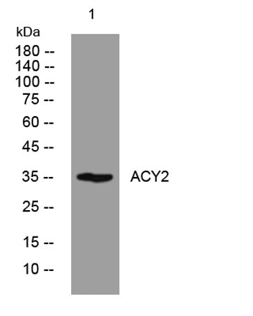 ACY2 rabbit pAb