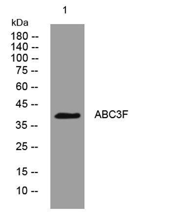 ABC3F rabbit pAb