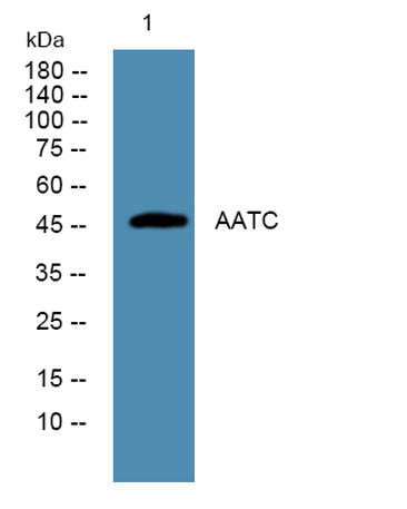 AATC rabbit pAb
