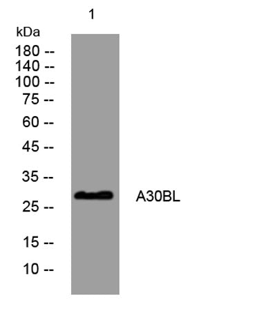 A30BL rabbit pAb