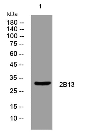 2B13 rabbit pAb