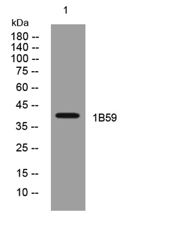 1B59 rabbit pAb