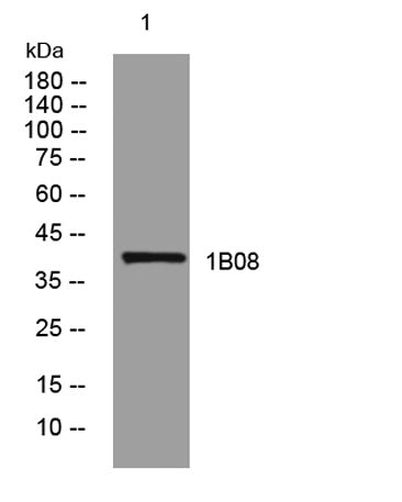 1B08 rabbit pAb