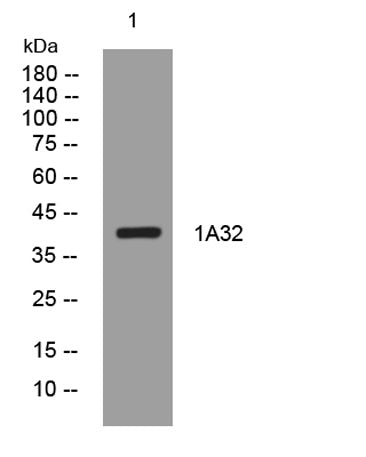 1A32 rabbit pAb