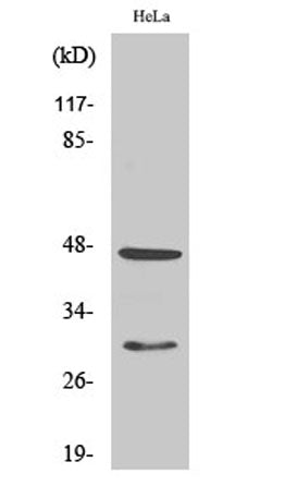 Cathepsin D rabbit pAb